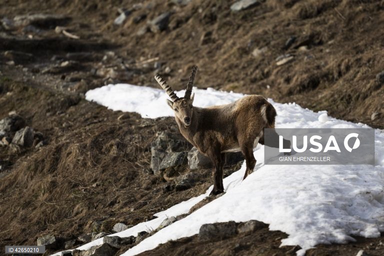 Cabra-montesa perto da aldeia de Pontresina, no cantão de Grisões, Suíça.Quando os picos ainda estão cobertos de neve na primavera, as cabras descem à aldeia para se deliciarem com os prados já verdes.