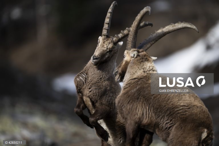 Cabra-montesa perto da aldeia de Pontresina, no cantão de Grisões, Suíça.Quando os picos ainda estão cobertos de neve na primavera, as cabras descem à aldeia para se deliciarem com os prados já verdes.