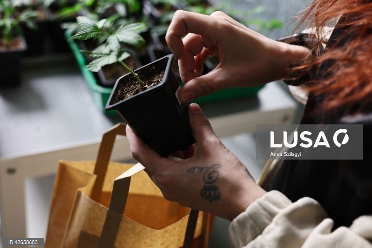 Alemanha: O primeiro clube de canábis perto de Munique vende plantas após a legalização