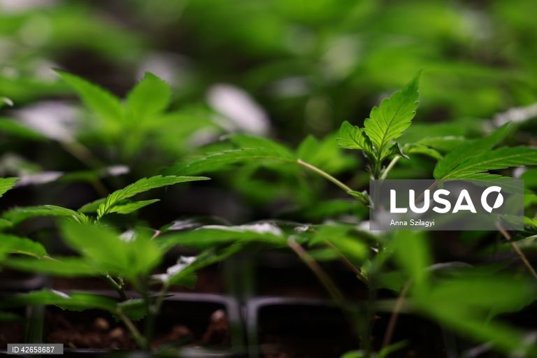 Alemanha: O primeiro clube de canábis perto de Munique vende plantas após a legalização