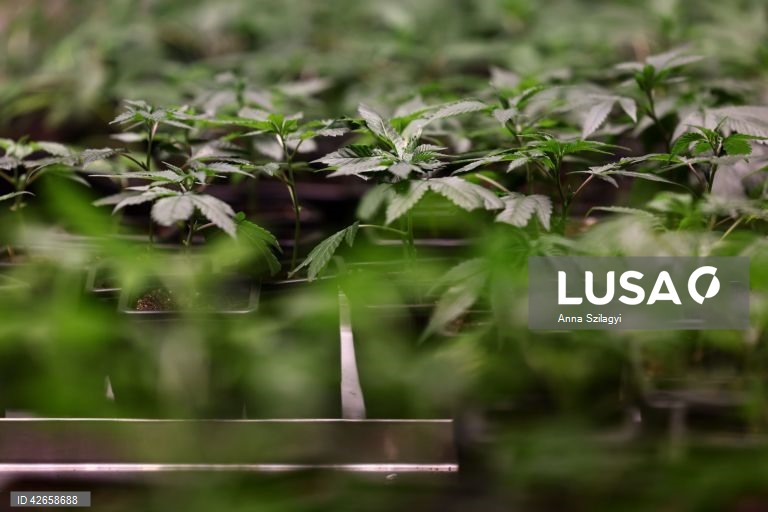 Alemanha: O primeiro clube de canábis perto de Munique vende plantas após a legalização