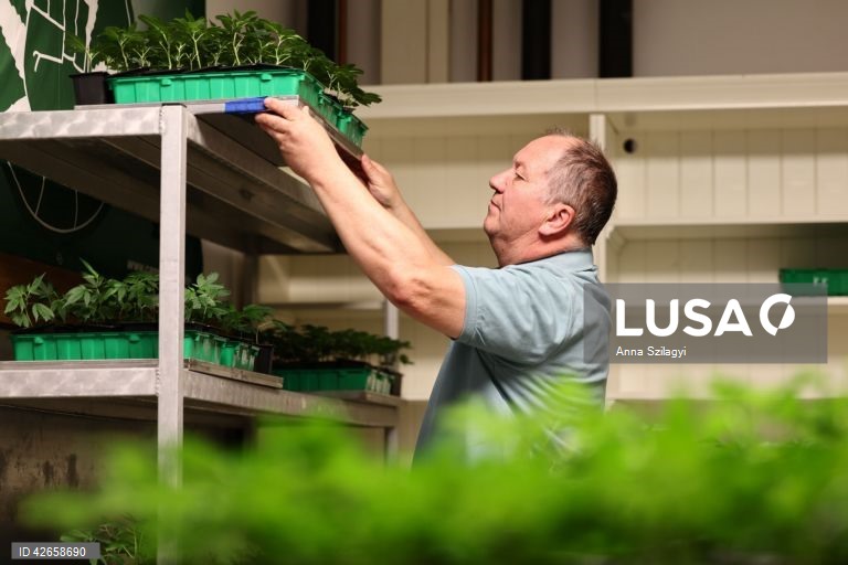 Alemanha: O primeiro clube de canábis perto de Munique vende plantas após a legalização