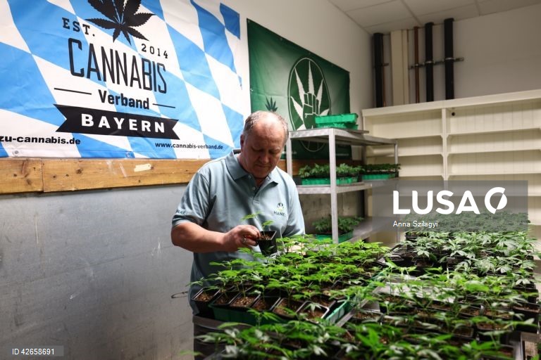 Alemanha: O primeiro clube de canábis perto de Munique vende plantas após a legalização