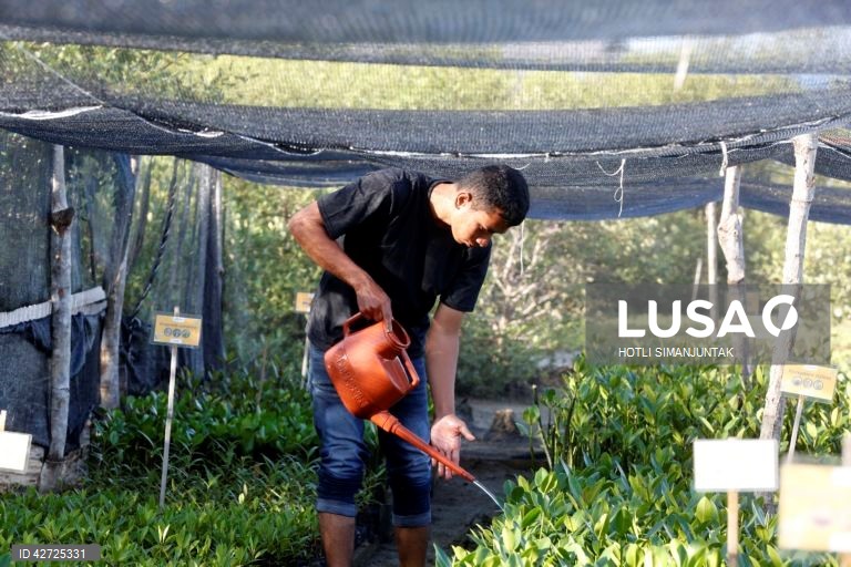 Indonésia: Programa de proteção da floresta de mangue em Banda Aceh