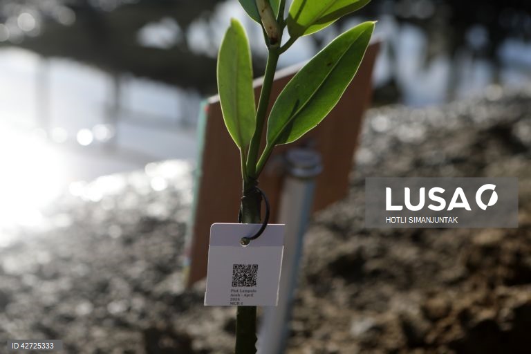 Indonésia: Programa de proteção da floresta de mangue em Banda Aceh