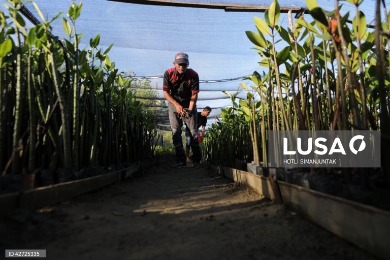 Indonésia: Programa de proteção da floresta de mangue em Banda Aceh