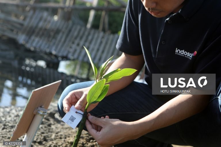 Indonésia: Programa de proteção da floresta de mangue em Banda Aceh