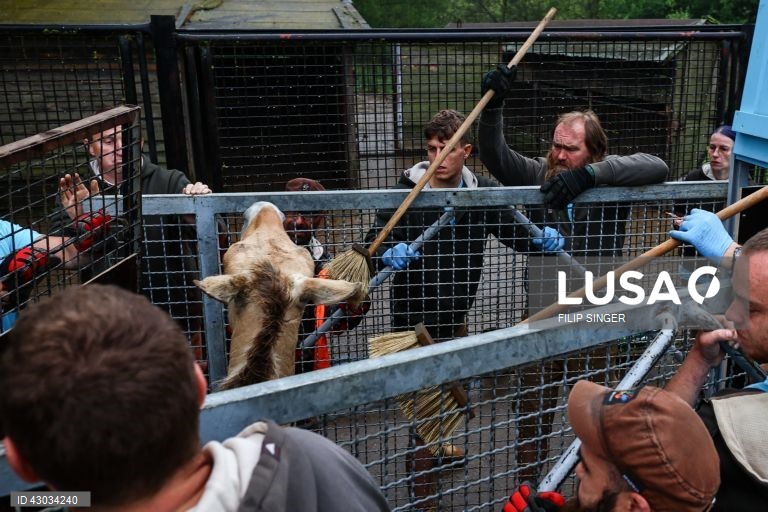 Dois aviões militares CASA, com um total de oito cavalos a bordo, descolaram dos aeroportos de Praga e Berlim em 3 de junho e aterraram em Arkalyk, no Cazaquistão, no dia seguinte, no âmbito do projeto "Devolução de Cavalos Selvagens" - um esforço conjunto da Associação Europeia de Zoos e Aquários (EAZA), da Sociedade Zoológica de Frankfurt e do exército checo. O projeto envolve a transferência dos cavalos de Przewalski - extintos na natureza no final da década de 1960 - para as suas estepes...