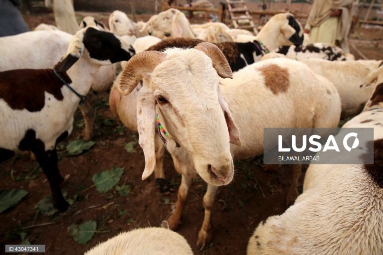 Animais sacrificados estão à venda num mercado antes do festival muçulmano Eid Al-Adha, em Peshawar, Paquistão.O Eid al-Adha é um dos feriados muçulmanos mais sagrados do ano. Assinala a peregrinação anual dos muçulmanos, conhecida por Hajj, a Meca. Durante o Eid al-Adha, os muçulmanos abatem cabras, ovelhas e gado bovino para comemorar a disponibilidade do Profeta Abraão para sacrificar o seu filho em sinal de obediência a Deus. A carne é dividida em três partes: uma para a família, outra para...