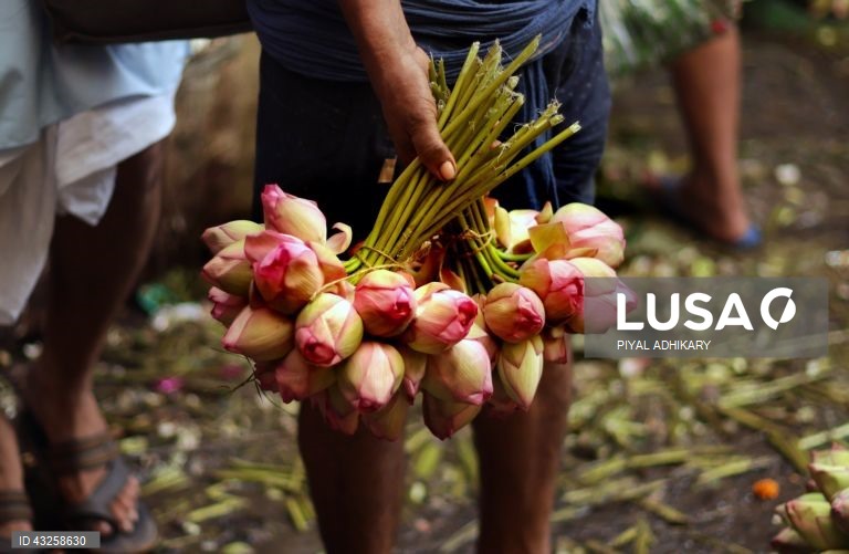Índia: Mallick Ghat, o mercado de flores mais antigo de Calcutá