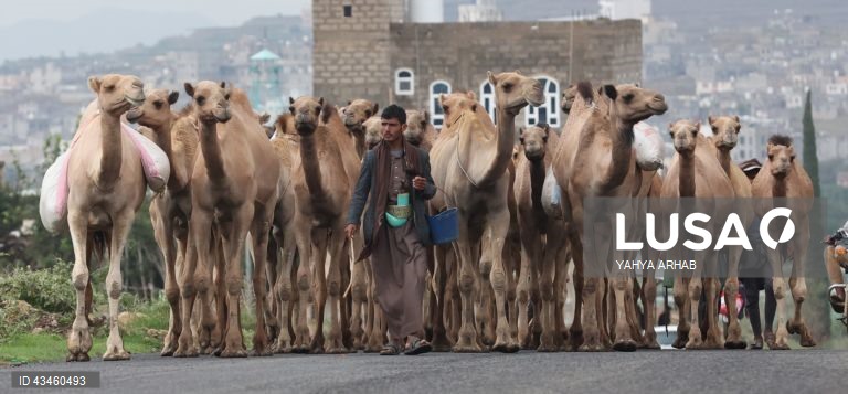 Iémen: Criação de camelos nos arredores de Saná
