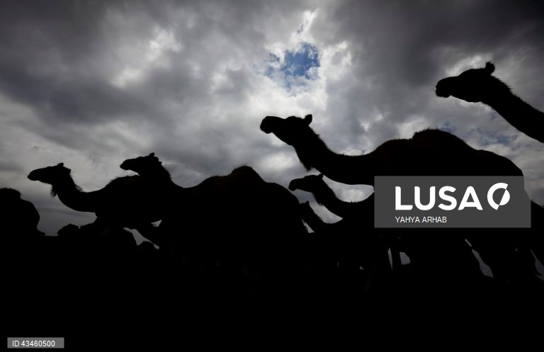 Iémen: Criação de camelos nos arredores de Saná