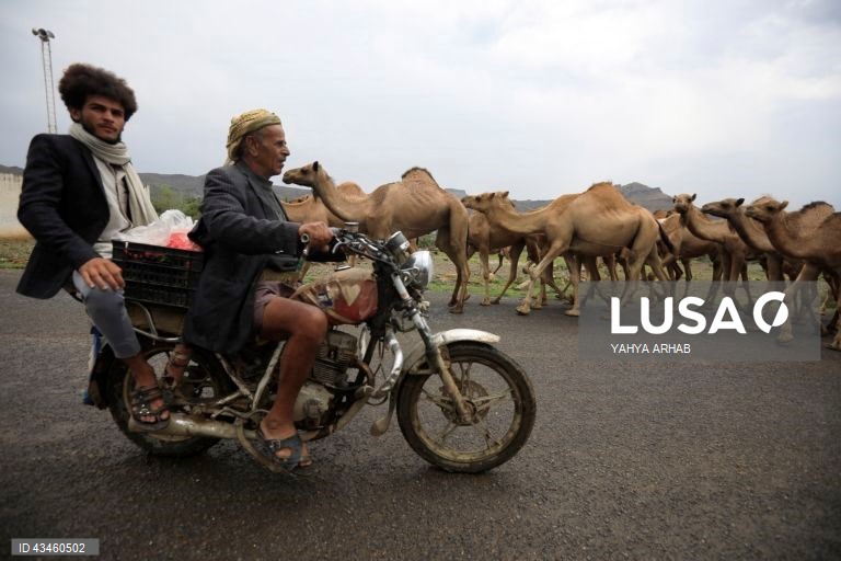 Iémen: Criação de camelos nos arredores de Saná