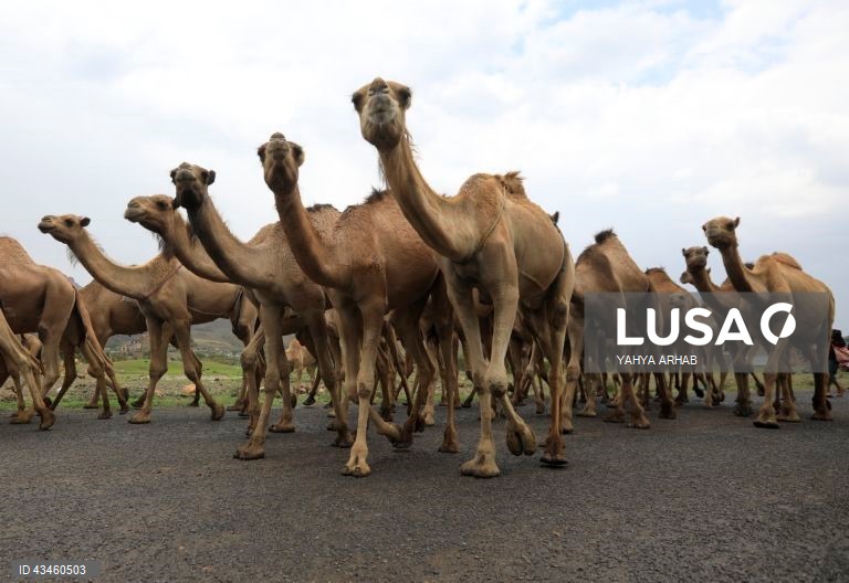 Iémen: Criação de camelos nos arredores de Saná
