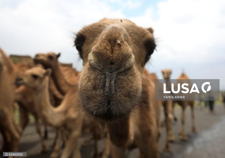 Iémen: Criação de camelos nos arredores de Saná