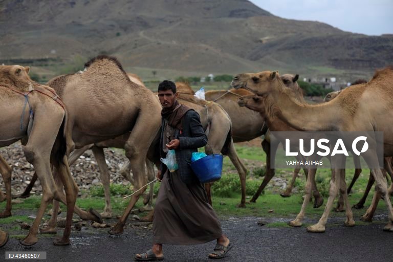 Iémen: Criação de camelos nos arredores de Saná
