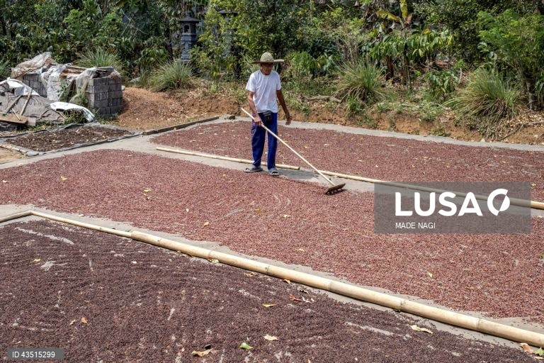 Indonésia: Colheita do cravinho no Bali