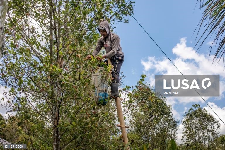 Indonésia: Colheita do cravinho no Bali