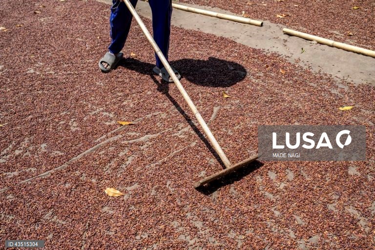 Indonésia: Colheita do cravinho no Bali