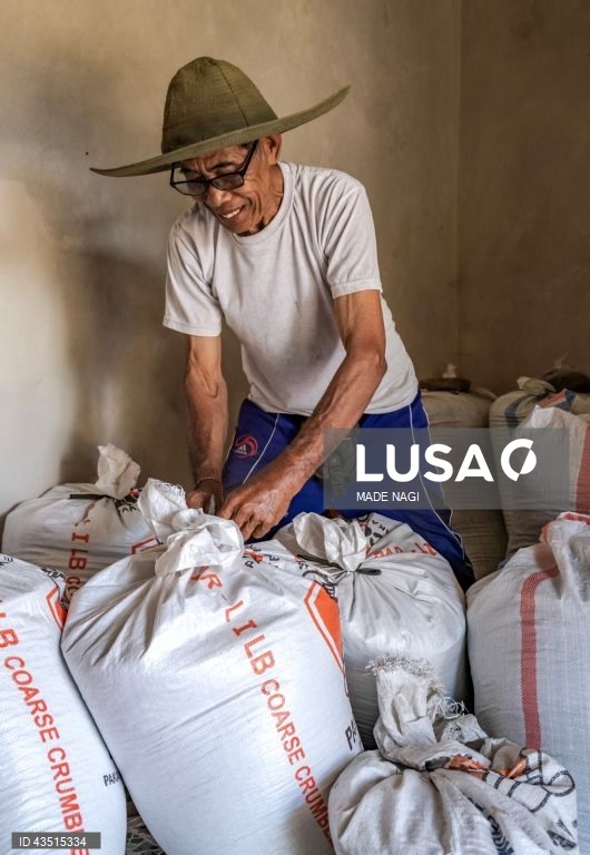 Indonésia: Colheita do cravinho no Bali