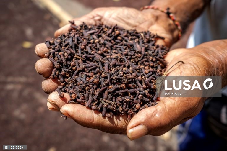 Indonésia: Colheita do cravinho no Bali