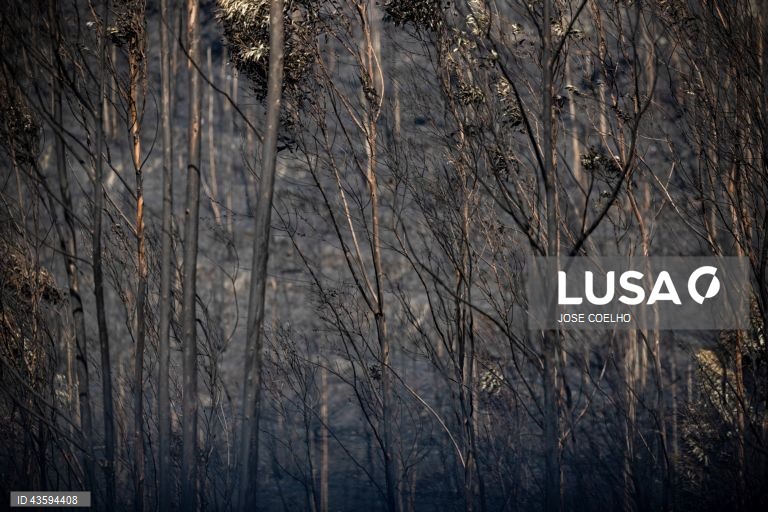 Área ardida na zona de Albergaria, Aveiro, 20 de setembro de 2024. Sete pessoas morreram e 177 ficaram feridas devido aos incêndios que atingiram desde domingo sobretudo as regiões Norte e Centro do país e destruíram dezenas de casas. A área ardida em Portugal continental desde domingo ultrapassa os 124 mil hectares, segundo o sistema europeu Copernicus, que mostra que nas regiões Norte e Centro já arderam mais de 116 mil hectares, 93% da área ardida em todo o território nacional. JOSÉ...
