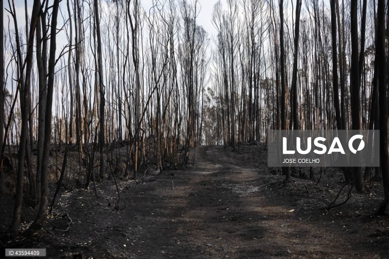 Área ardida na zona de Albergaria, Aveiro, 20 de setembro de 2024. Sete pessoas morreram e 177 ficaram feridas devido aos incêndios que atingiram desde domingo sobretudo as regiões Norte e Centro do país e destruíram dezenas de casas. A área ardida em Portugal continental desde domingo ultrapassa os 124 mil hectares, segundo o sistema europeu Copernicus, que mostra que nas regiões Norte e Centro já arderam mais de 116 mil hectares, 93% da área ardida em todo o território nacional. JOSÉ...