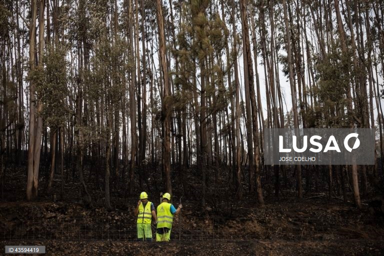 Área ardida na zona de Albergaria, Aveiro, 20 de setembro de 2024. Sete pessoas morreram e 177 ficaram feridas devido aos incêndios que atingiram desde domingo sobretudo as regiões Norte e Centro do país e destruíram dezenas de casas. A área ardida em Portugal continental desde domingo ultrapassa os 124 mil hectares, segundo o sistema europeu Copernicus, que mostra que nas regiões Norte e Centro já arderam mais de 116 mil hectares, 93% da área ardida em todo o território nacional. JOSÉ...