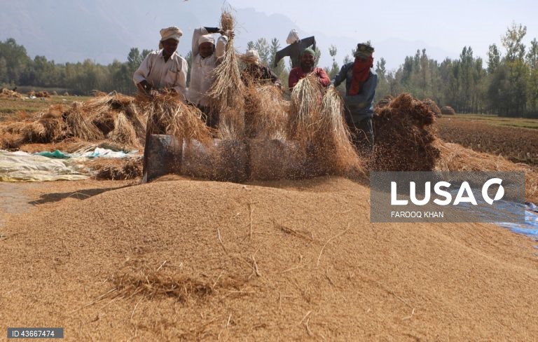 Índia: Colheita do arroz na Caxemira