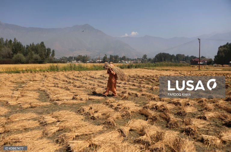 Índia: Colheita do arroz na Caxemira