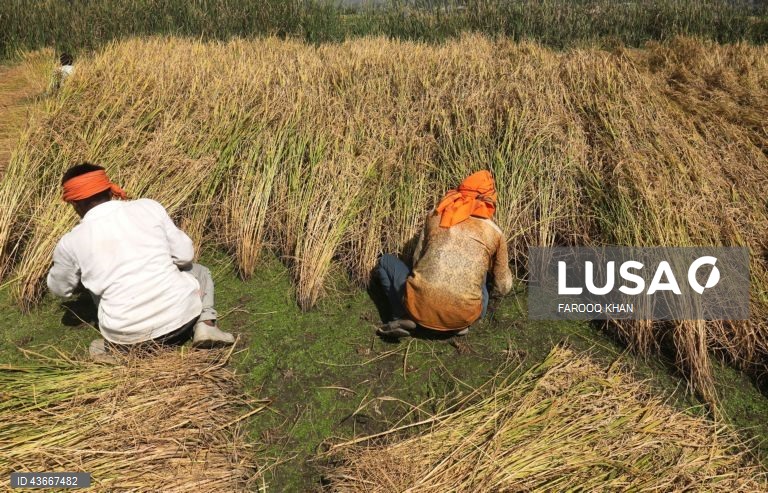 Índia: Colheita do arroz na Caxemira