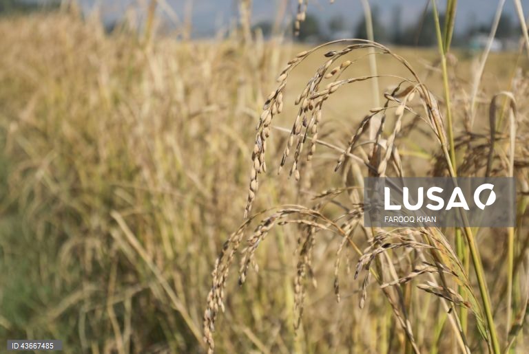 Índia: Colheita do arroz na Caxemira