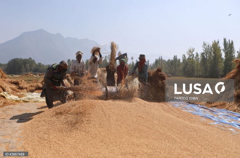 Índia: Colheita do arroz na Caxemira
