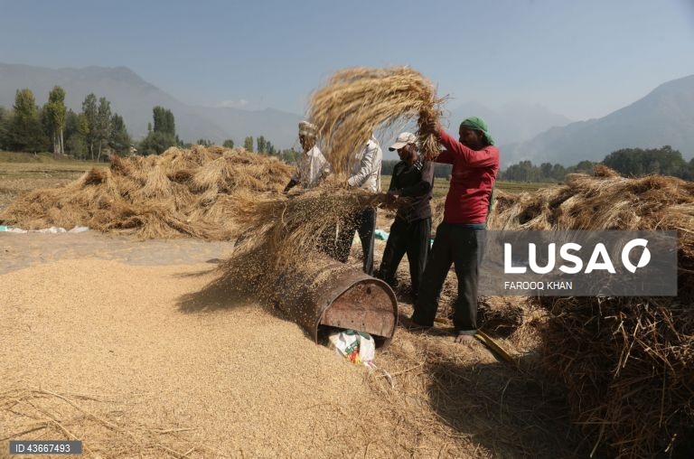 Índia: Colheita do arroz na Caxemira