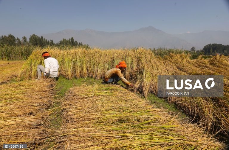 Índia: Colheita do arroz na Caxemira