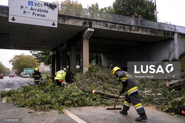Bombeiros desimpedem a Avenida AEP, no Porto, devido à queda de uma árvore provocada pelo temporal. Porto, 09 de outubro de2024. FERNANDO VELUDO/LUSA