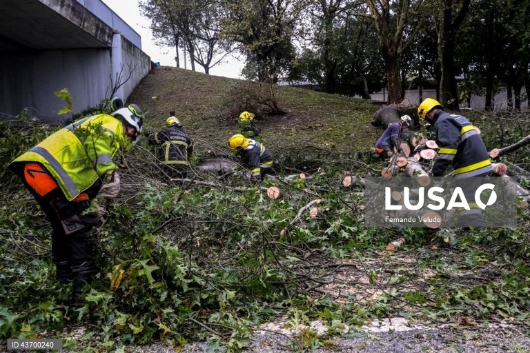Bombeiros desimpedem a Avenida AEP, no Porto, devido à queda de uma árvore provocada pelo temporal. Porto, 09 de outubro de2024. FERNANDO VELUDO/LUSA
