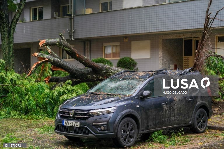 A queda de uma árvore devido ao mau tempo danificou um veículo na rua José António Cruz, em Braga, 09 de outubro de 2024. Devido ao mau tempo, a Autoridade Nacional de Emergência e Proteção Civil (ANEPC) registou entre as 18:00 de terça-feira e as 07:00 de hoje 567 ocorrências relacionadas com o vento forte, a grande maioria quedas de árvores. HUGO DELGADO/LUSA