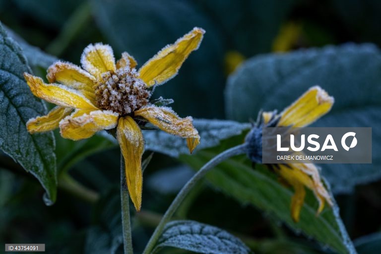 Polónia: Geada na aldeia de Letownia