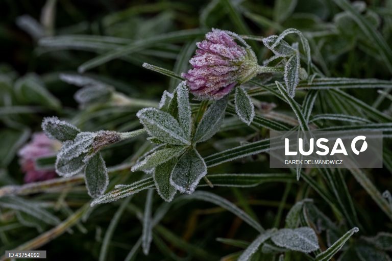 Polónia: Geada na aldeia de Letownia