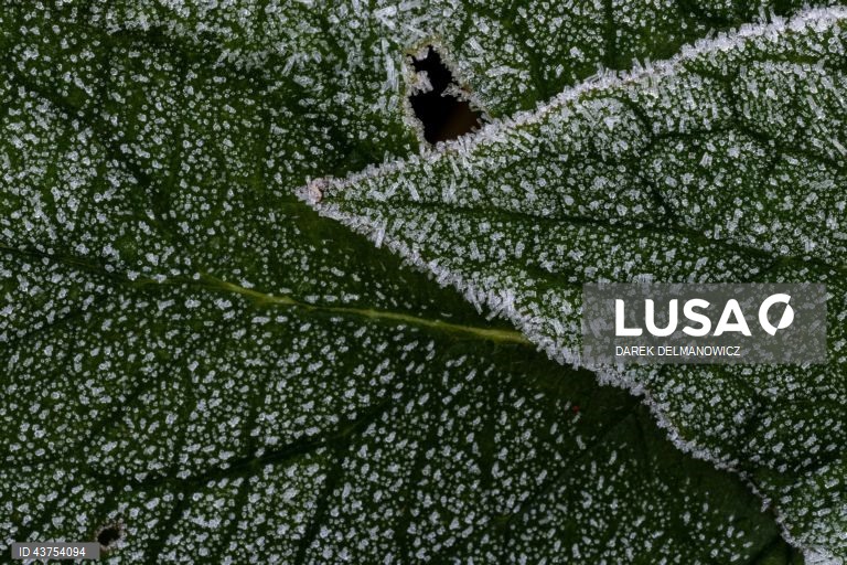 Polónia: Geada na aldeia de Letownia