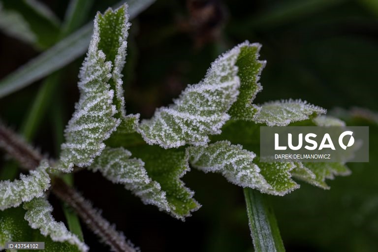 Polónia: Geada na aldeia de Letownia