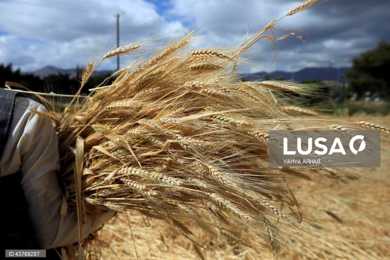 Iémen: Colheita do trigo em Saná