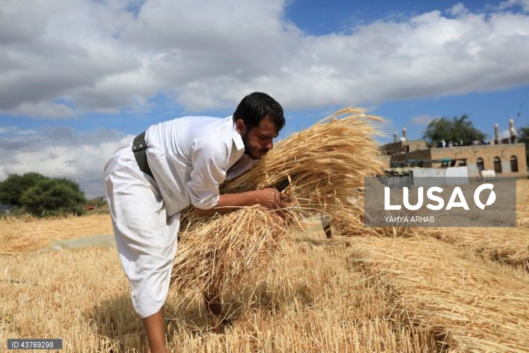 Iémen: Colheita do trigo em Saná