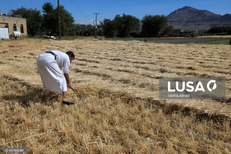Iémen: Colheita do trigo em Saná