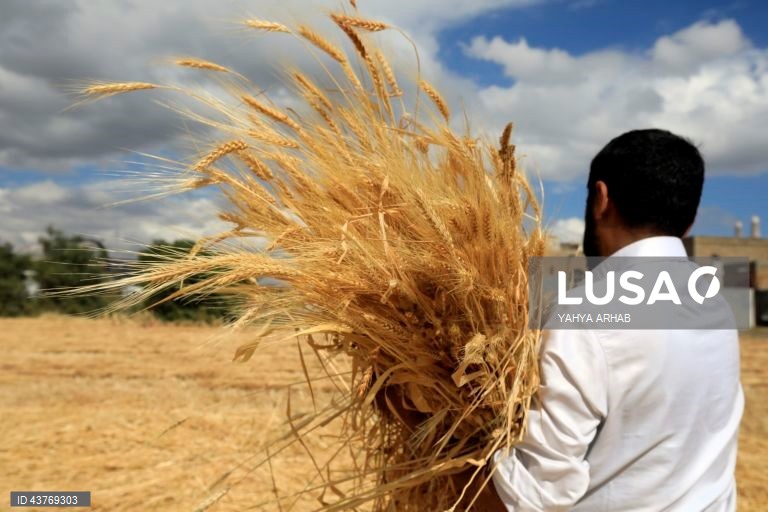 Iémen: Colheita do trigo em Saná