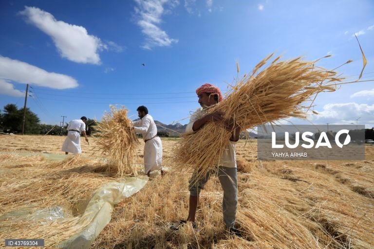 Iémen: Colheita do trigo em Saná