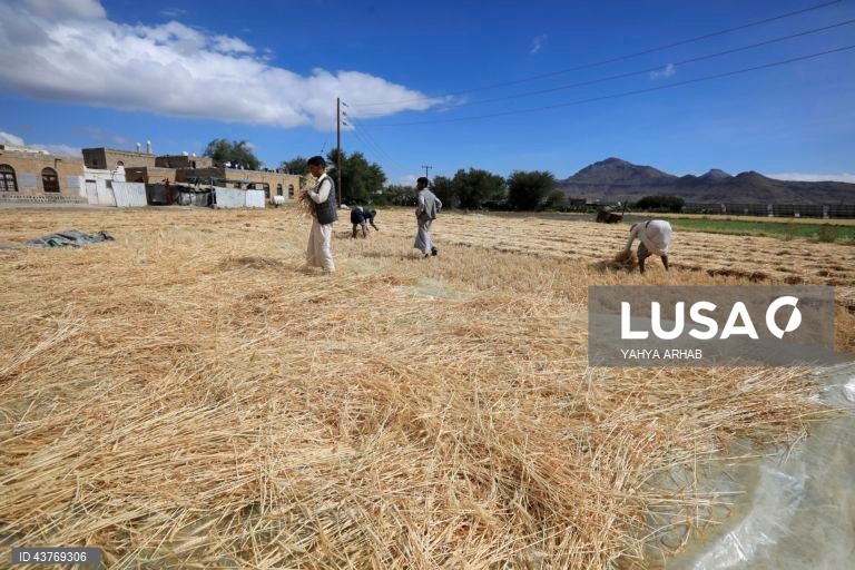Iémen: Colheita do trigo em Saná
