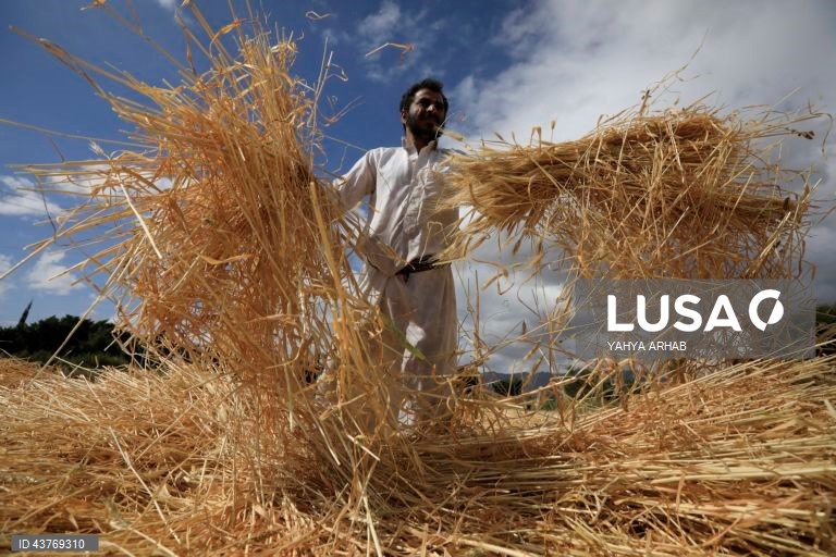 Iémen: Colheita do trigo em Saná