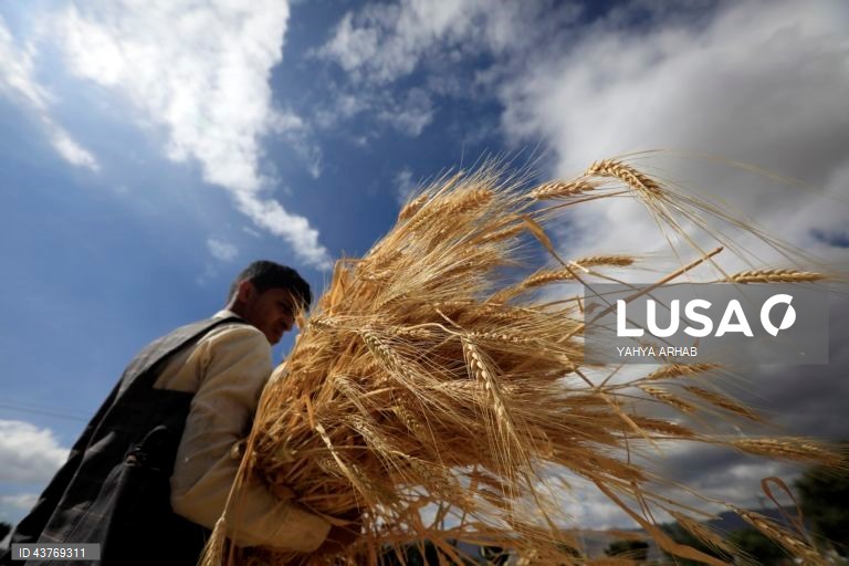 Iémen: Colheita do trigo em Saná